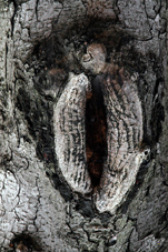 Quelques détails découverts et photographiés dans les écorces des arbres et publiés parfois avec quelques aménagements artistiques réalisés par François-Régis Hoareau
