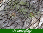 Photographies sur facéties des arbres en numérique par François-Régis Hoareau photographe artiste infographiste et digigraphique