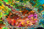 Jeux des formes et des couleurs dans un ballet chimérique à partir de photographies numériques réalisées par FRHAID François-Régis Hoareau Artiste Infographiste Designer 