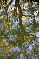 Les reflets sur l`eau offrent un monde magigue qui met en émoi ma passion photohraghique et le développement de mon art numérique - Frissonnements dans un monde à l`envers - François-Régis Hoareau