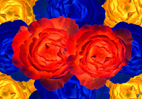  Photographie numérique sur des fleurs pour des séries dédiées à des compositions murales et stores `design` harmonieux par François-Régis Hoareau photographe artiste infographiste digigraphe