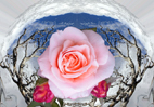  Photographie numérique sur des fleurs pour des séries dédiées à des compositions murales et stores `design` harmonieux par François-Régis Hoareau photographe artiste infographiste digigraphe
